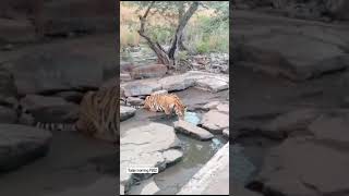 the thirsty P 652 tiger at pannatigerreserve savetiger wildlife animalsighting tigersighting [upl. by Arihday]