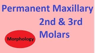 Permanent Maxillary 2nd amp 3rd molars [upl. by Christopher]