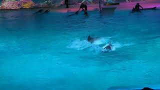 Kolmården Dolphins show [upl. by Rosol7]