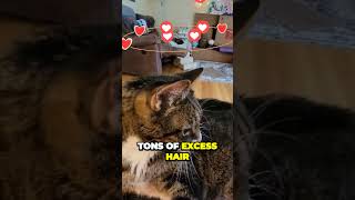 Uncovering the Surprising Effects of Using a Furminator on Your Cat [upl. by Chesna]