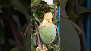 Fruit Passiflora caerulea  Gartenschlaucom [upl. by Bonacci]