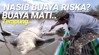 DIKEJUTKANBUAYA INI MATI TERAPUNG DISUNGAIAMBO TEMUKANNASIB BUAYA RISKA❓ [upl. by Enilamme435]