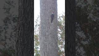 Pileated Woodpecker h2g2 birds [upl. by Jillian956]