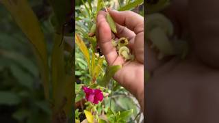 🌱How to collect balsam seeds homegarding 🏡🧑‍🌾🌺🥰ytshots viralshorts [upl. by Butcher]