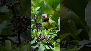 Greyheaded Parakeets Berry Breakfast 🍓🌿 [upl. by Laud]