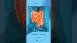 What is Lactobacillus lactobacillus uti urinaryhealth [upl. by Llereg]