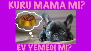 10 VETERİNERE SORDUK  EV YEMEĞİ Mİ KURU MAMA MI [upl. by Oneida861]