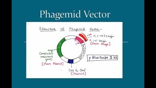 Phagemid Vector  in Hindi and English   For BSc and MSc  All About Biology [upl. by Camellia836]