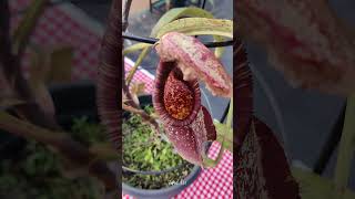 Nepenthes Burbidgeae The Rare and Beautiful Pitcher Plant  Taped 360 shorts [upl. by Carlyle]