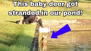 Ep51 Baby Deer gets stranded in our pond Oak Crest Golf CourseTurfgrass Gaurdians at work [upl. by Anayi]