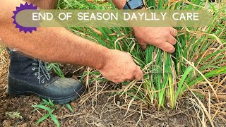 Daylilies Finished Blooming Heres What to Do  Oakes Daylilies [upl. by Andie25]