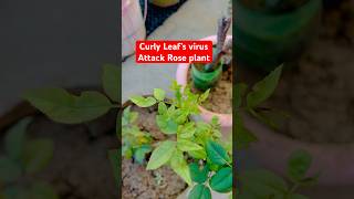 Curly leaf’s Virus attack rose plant  roseflower rose terracegardning harvesting shortsfeed [upl. by Humberto546]