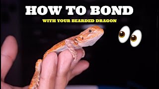 Best Ways To Bond With Your Bearded Dragon Best TIPS [upl. by Ilse]