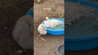 Geese get a pool  farmlife homesteading sebastopol geese pets cute [upl. by Feil595]