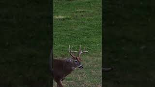 POV from our buck decoy 👀 🦌This young buck saw our decoy and came in looking for a showdown [upl. by Annawd]