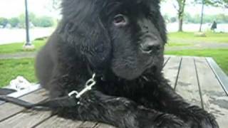 SHADOW  NEWFOUNDLAND PUPPY 4 MONTH OLD [upl. by Lester]