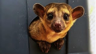 Couple Keep Mischievous Kinkajou As Pet  CUTE AS FLUFF [upl. by Etnaled274]