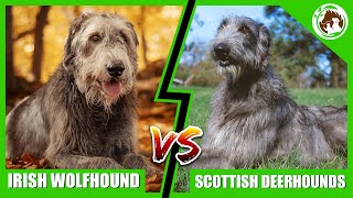 Irish Wolfhound vs Scottish Deerhound  Which One is Right for You [upl. by Nerreg]