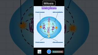 Mitosis  Cell Division shorts [upl. by Aneela]