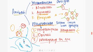 Limfosit B  Cara Kerja Antibodi [upl. by Prisilla751]