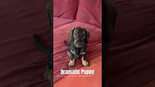 Leopold  Dramatic Puppy [upl. by Salas]