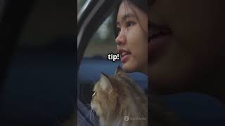 What If You Had a Cat as Your Taxi Driver Tomorrow [upl. by Nava]