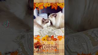 Beautiful Ragdoll Cats Snuggling cat catlover ragdollcat petsofyoutube helloautumn pets cute [upl. by Matless]