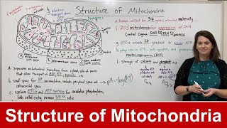 Structure of Mitochondria [upl. by Nnaaihtnyc]