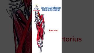 Lower Limb musclesPart1 anatomy bones art illustration muscle hamstrings drawing [upl. by Eiram718]