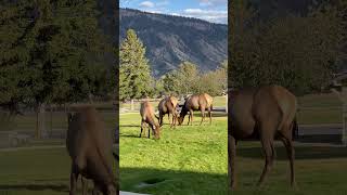 Bulking up for winter elk nationalpark yellowstone cool wildlife viralshorts [upl. by Aillij]