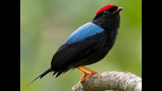 Dancing bird  Lancetailed Manakin [upl. by Mara]