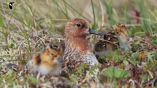 Spoonbilled Sandpiper Hatch [upl. by Douglas]