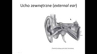 Narząd przedsionkowoślimakowy  Ucho zewnętrzne wstęp [upl. by Donahoe]