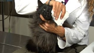 How to Clear Nasal Congestion in Kittens  Cat Health Care amp Behavior [upl. by Eisus29]