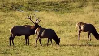 Wild Elk Rut Elk County PA October 2016 [upl. by Flanagan]