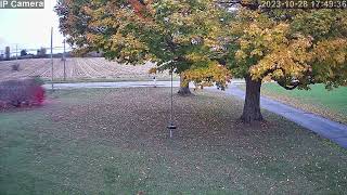 Pileated Woodpecker [upl. by Gerda]