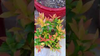 76 How to grow Eugenia plant and its care [upl. by Melisent]