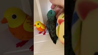 Digi Birds and Pig Toy with Lineolated Parakeet Wasabi shorts [upl. by Erodeht]