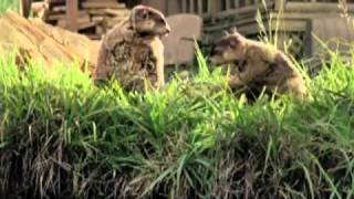 Geico Commercials Part1  Cavemen Woodchucks Little Piggy and more [upl. by Chimene379]