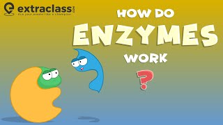 How do enzymes work  Biology  Extraclasscom [upl. by Aizatsana]