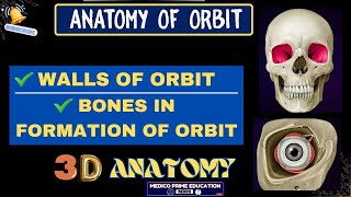 Anatomy of orbit  Boney Orbit  Orbit Anatomy in 3D  Walls of orbit mbbs youtube [upl. by Berhley64]