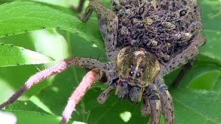 Wolf Spider Babies Trinity Forest 5 [upl. by Ainahs]