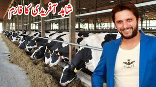 Dairy Farm Of Shahid Afridi  Holstein Friesian Cow Farming in Pakistan  HF Cow Milk  HF Cows [upl. by Philan894]