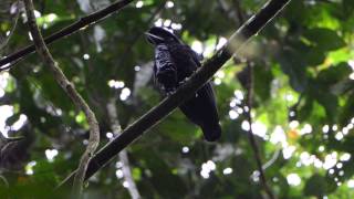 LongWattled Umbrellabird Cephalopterus penduliger [upl. by Syla]