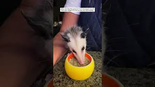 Cute baby opossum opossum possum short [upl. by Odnalra]