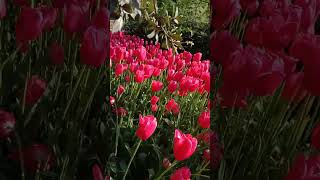 For the Love of Tulips  FIRST TIME TRAVELER CHANNEL [upl. by Yak]