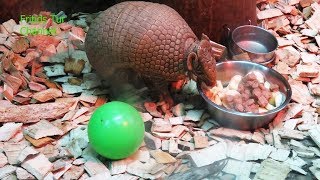 Exotic animal Cingulata Armadillo [upl. by Eniluj]