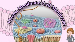 Plasma Membrane Cell Membranes  Detail explanation  Fluid Mosaic Model [upl. by Aienahs]