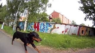 RottmannRottermanRottermann slowmotion free running in Oslo [upl. by Epner801]