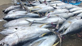 🔴live 15 juli 2024‼️BONGKAR IKAN TUNA DARI NELAYAN KOTA SORONG PAPUA BARAT DAYA [upl. by Atteram919]